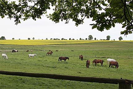 Reiterhöfe für Freizeitreiter an der Müritz 