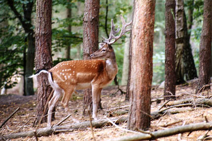 Damhirsch im Wald