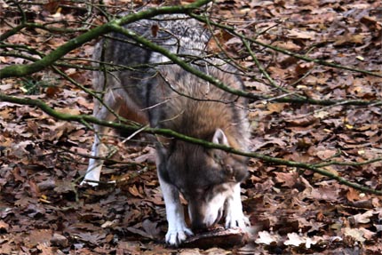 Wildpark-MV in Güstrow